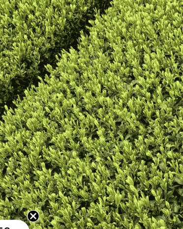 Organic Ceremonial Matcha Supreme Green Tea, 30g